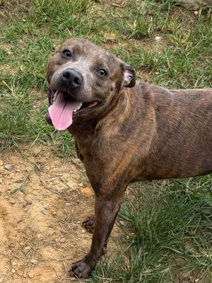 A brown brindle dog with a pink tongue sticking out, standing on grass and dirt.
