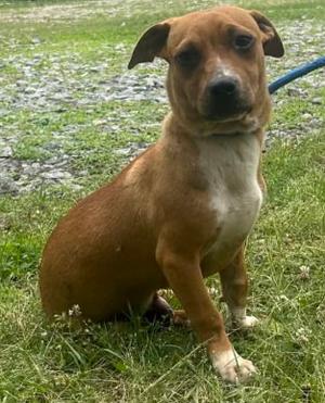 260560  Scotty, Terrier, puppy, available for adoption