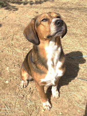 261037  Tobi, Hound / Beagle, adult, available for adoption
