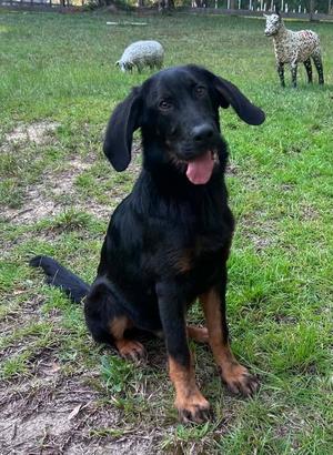 260662  Scooter, Bloodhound / Shepherd, young, available for adoption