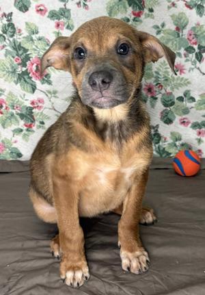 261235  Paisley, Shepherd, young, available for adoption