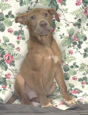 a brown puppy sitting on a floral blanket