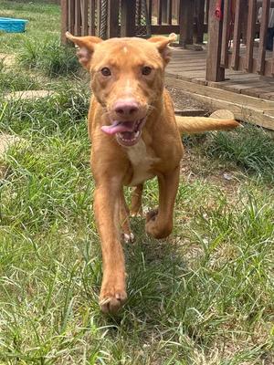 A brown dog running on grass