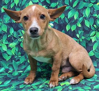 260764  Benny, Chihuahua / Australian Cattle Dog/Blue Heeler, adult, available for adoption