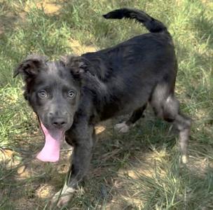 A black dog with a pink tongue sticking out, standing on grass.