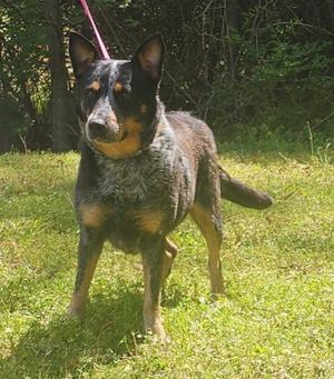 260344  Bama, Australian Cattle Dog/Blue Heeler, adult, available for adoption