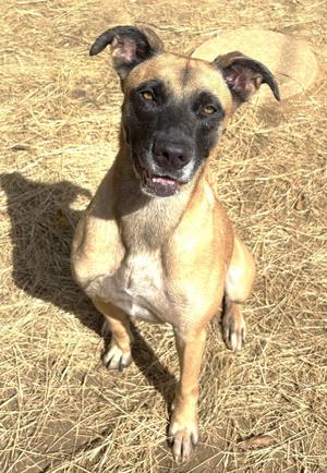 260341  Koda, Shepherd / Boxer, adult, available for adoption