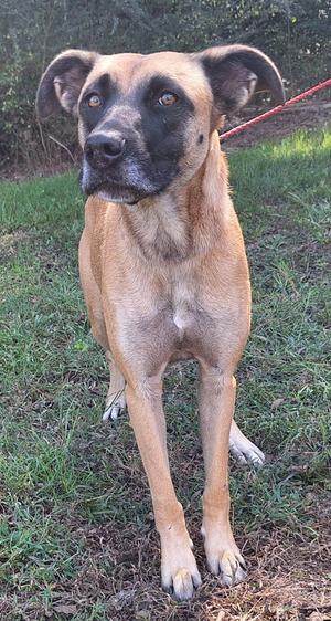 260341  Koda, Shepherd / Boxer, adult, available for adoption
