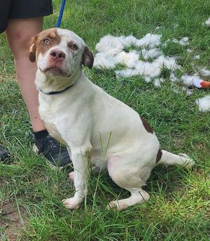 A light-colored dog with brown markings on its head and body sitting on grass next to a pile of fur.