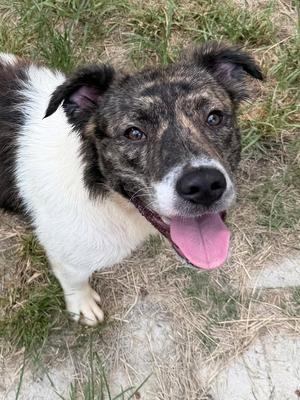 260358  Goldie, Australian Shepherd, young, available for adoption