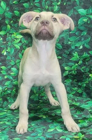 260555  Crunchie, Labrador Retriever / Bulldog, puppy, available for adoption