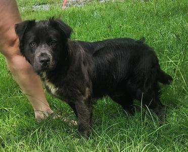 260671  Cain, Australian Shepherd / Bulldog, adult, available for adoption