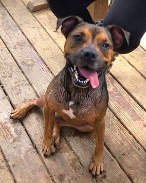 260746  Cubbie, American Pit Bull Terrier / German Shepherd Dog, adult, available for adoption