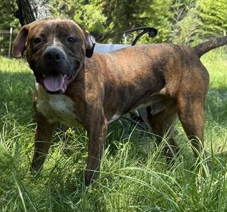 260477  Pollie, Pit Bull Terrier, adult, available for adoption