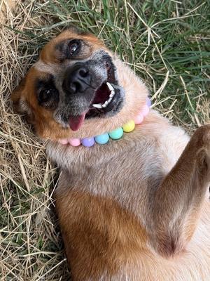 260221  Billie, Australian Cattle Dog/Blue Heeler / Terrier, adult, available for adoption
