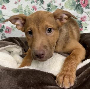 261235  Cooper, Shepherd, young, available for adoption