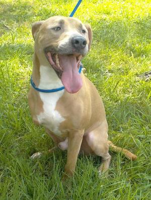 261003  Skip, American Pit Bull Terrier, adult, available for adoption