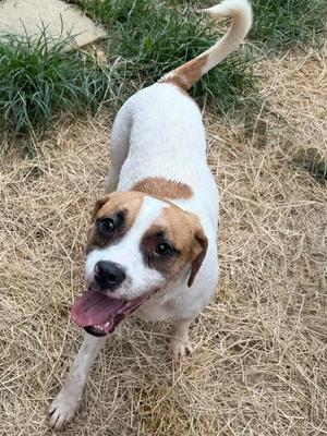 260560  Pooch, Terrier, young, available for adoption