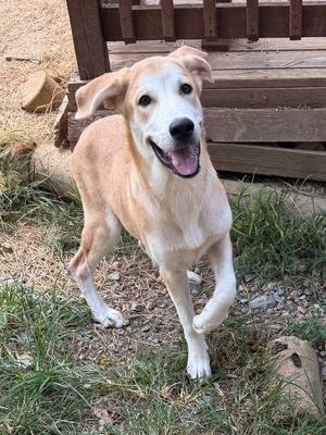 261048  Hardy, Labrador Retriever, young, available for adoption