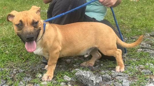 260560  Blake, Terrier, young, available for adoption