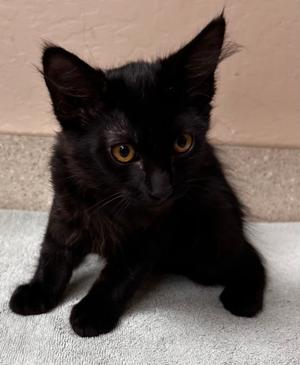 Osita, kitten, available for adoption