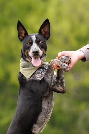 Matrix - Diamond Dog, Australian Cattle Dog/Blue Heeler, young, available for adoption