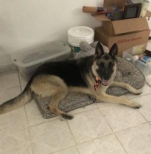 Max, German Shepherd Dog, senior, available for adoption