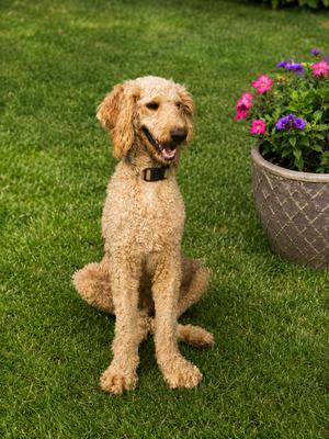 Hazel, Labrador Retriever / Poodle (Standard), adult, available for adoption