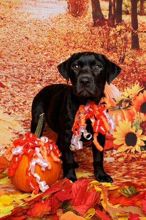 Cordelia, Labrador Retriever, puppy, available for adoption