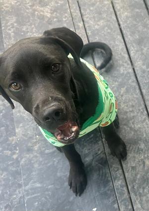 Nova, Rottweiler / Pointer, young, available for adoption