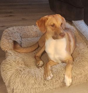 A brown and white dog lying on a fluffy dog bed.