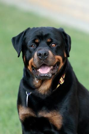 Maria, Rottweiler, adult, available for adoption