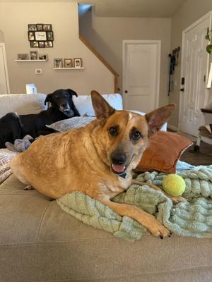 Abby, Queensland Heeler, adult, available for adoption