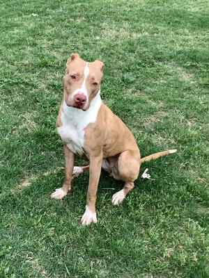 A tan and white pitbull dog is sitting on a grassy lawn.