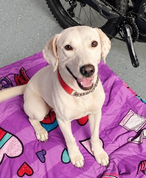 Atty, Labrador Retriever, adult, available for adoption