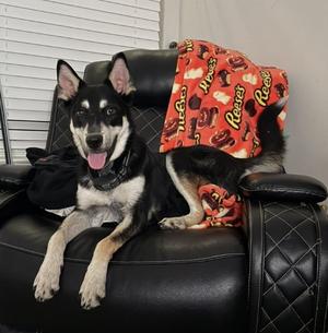 Beef, Husky / Australian Cattle Dog/Blue Heeler, young, available for adoption