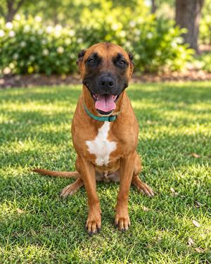Chuck, Rhodesian Ridgeback, senior, available for adoption