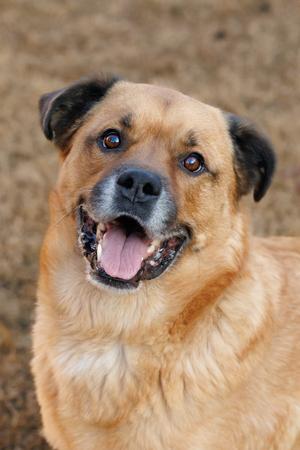 Mason, Golden Retriever, senior, available for adoption