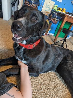Alfie, Great Dane / Poodle (Standard), adult, available for adoption