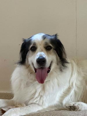 Frankie, Great Pyrenees, young, available for adoption