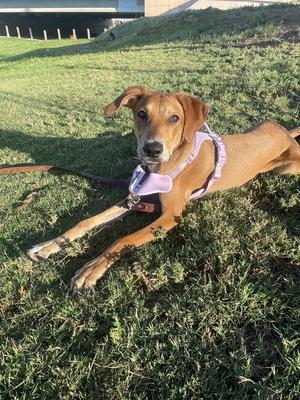 Mickey, Hound, young, available for adoption