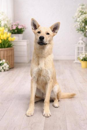 Gator, Shiba Inu / Shepherd, available for adoption