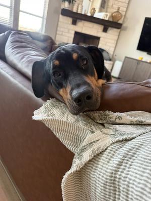 Bear, Bloodhound / Doberman Pinscher, young, available for adoption