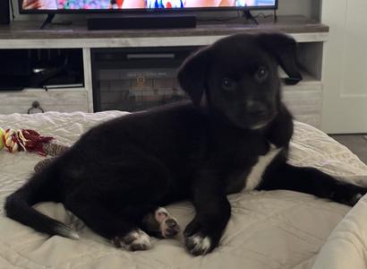 Boots, Labrador Retriever / Border Collie, puppy, available for adoption