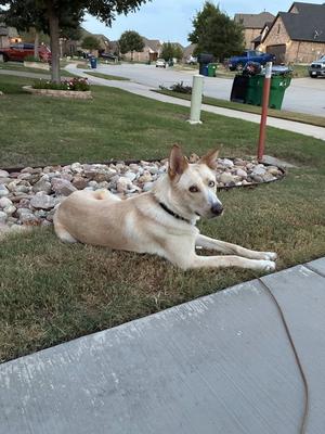 A light-colored dog with pointed ears and a black collar is lying on a patch of grass next to a concrete sidewalk. The dog is looking towards the camera. In the background, there are rocks, a street, and houses.