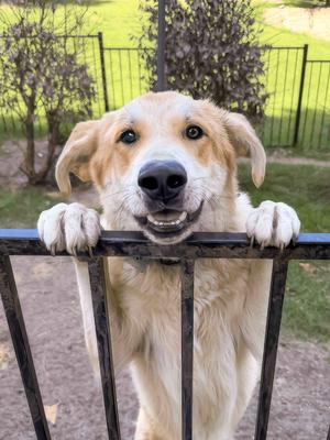Lux, Shepherd / Great Pyrenees, young, available for adoption