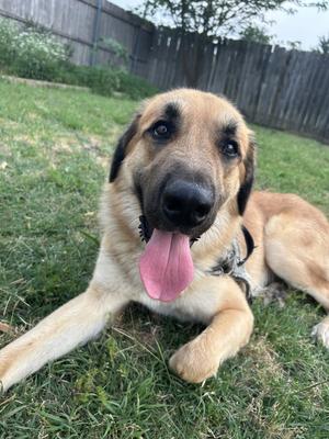 Kenji, Anatolian Shepherd / Great Pyrenees, adult, available for adoption