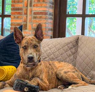 Saint- Diamond Dog, Dutch Shepherd / Catahoula Leopard Dog, adult, available for adoption