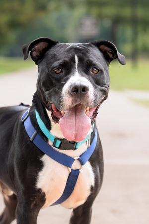 Titus, American Pit Bull Terrier, adult, available for adoption