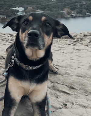 Hunny, Shepherd, adult, available for adoption